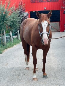 Predám kobylku quarter horse QH - 2