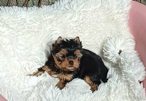 Yorkshire terrier - 2