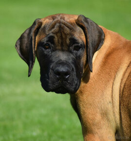 búrský buldok- boerboel - 2