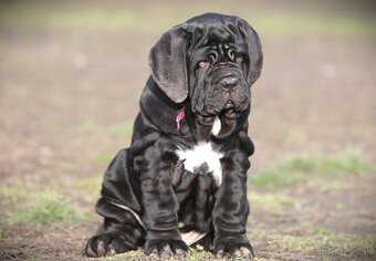 Neapolský mastiff, - 2