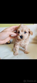 Maltipoo - 2