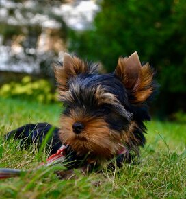 Yorkshire Terrier / Jorkšírský teriér / York / Jork - 2