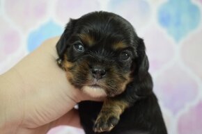 Cavalier King Charles Španiel s PP - 2