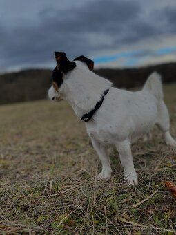 Jack Russel Terierr - 2