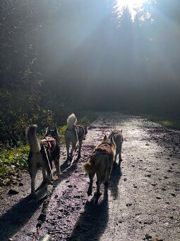 Sibírsky Husky mushing - 2