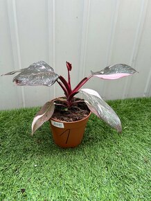 Philodendron pink Princess - 2