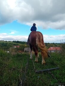 Predám ťažného žrebca. - 2