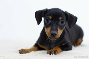 Ratlik, pincer, pinscher - 2