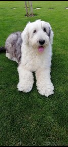 Bobtail-Old english sheepdog - 2