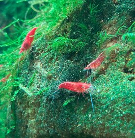 KREVETKY - Neocaridina davidi, Caridina Japonica - 2