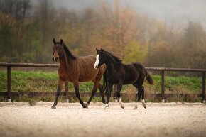 Roční American Quarter Horse black klisna, vnučka Gunnera - 2