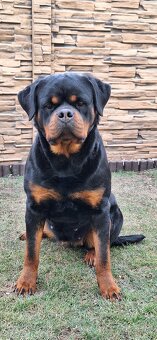 Steniatka rottweilera,rotvajlera,rtw,rotty s PP - 2