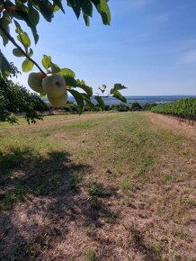 Pozemok nad Skalicou - 2