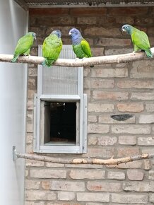 Amazonan,amazonik, agapornis,senegal - 2