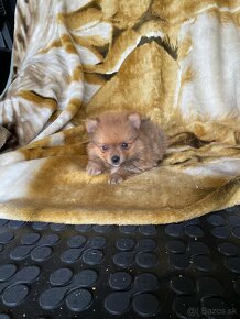 Predam pomeranian - 2