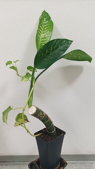 Dieffenbachia - Difenbachia - 2