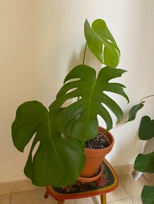 Monstera - 2