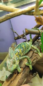 Chameleony - 2