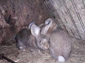 Predám zajacov na chov alebo na zabitie - 2