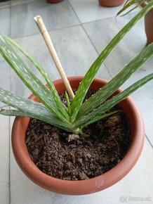 Aloe vera - 2