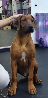 Rhodesian Ridgeback - 2