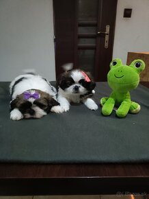 Shitzu šteniatka (Shih-Tzu, ši-cu) - 2