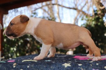 Mini bulterier / Miniature Bullterrier - rezervácia - 2