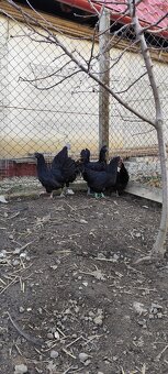 ayam cemani - 2