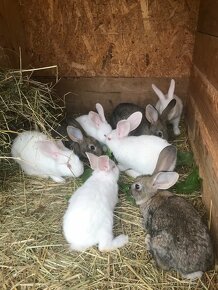 Zajace,králiky - 2