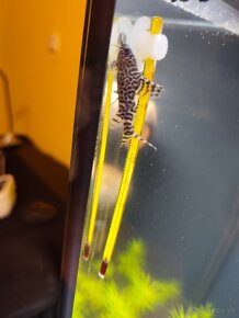 synodontis eupterus - sumček - 2