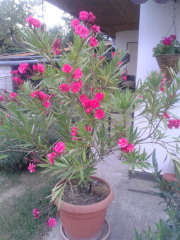 Oleander - 2