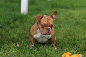 American bully exotic - 2