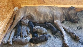 Cane Corso s PP - 2