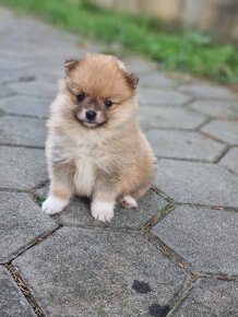 Pomeranian - 2