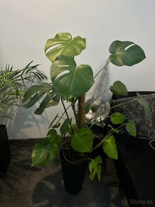 Monstera Deliciosa - 2