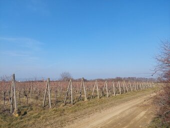 Predám vinohrad v Šenkviciach, okres Pezinok - 2