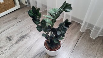 Zamioculcas Dowon (čierny) - 2