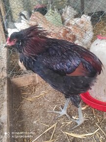 Usa hodvabnicka, araucana divokosfarbena , araucana levanduľ - 2