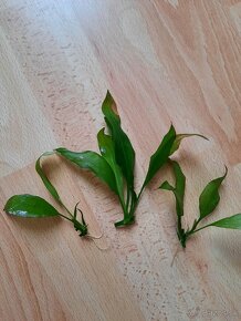 Echinodorus amazonicus 5-15cm - sadeničky - 2