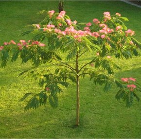 Albizia ružova - 2