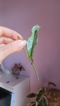 Hoya carnosa Grey Ghost - 2