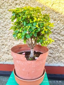 Ligustrum vtáčí zob bonsaj - 2