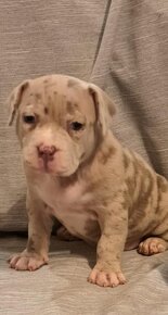 American Bully merle - 2