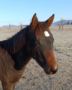 Predám Quarter Horse kobylu. - 2