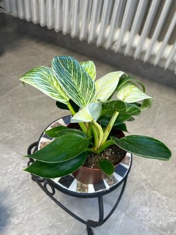 Philodendron birkin - 2