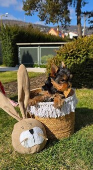 Yorkshire Terrier s PP - 2