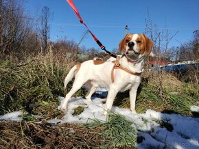 Darujem super spoločníka Picassa - mix beagel - 2