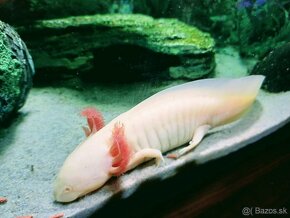 Axolotl-albín - 2