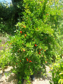 GRANÁTOVÉ JABLKO - PUNICA GRANATUM - 2