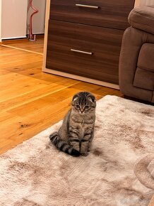 Scottish fold s PP, škótska klapouchá mačka - 2